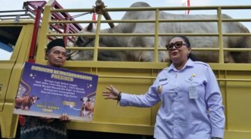 Alhamdulillah, Pemkab Gunungkidul Bagikan Puluhan Hewan Kurban Untuk Masyarakat