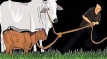 Nggak Kapok Masuk Bui, Mafia Sapi Diciduk Polisi Lagi