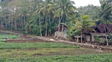 Giritirto Dapat Kucuran Danais Miliaran Rupiah, Ternak Kambing Hingga Tanam Kelapa Kopyor